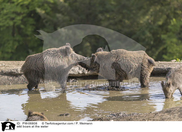 Wildschweine am Wasser / wild boars at the water / PW-06808