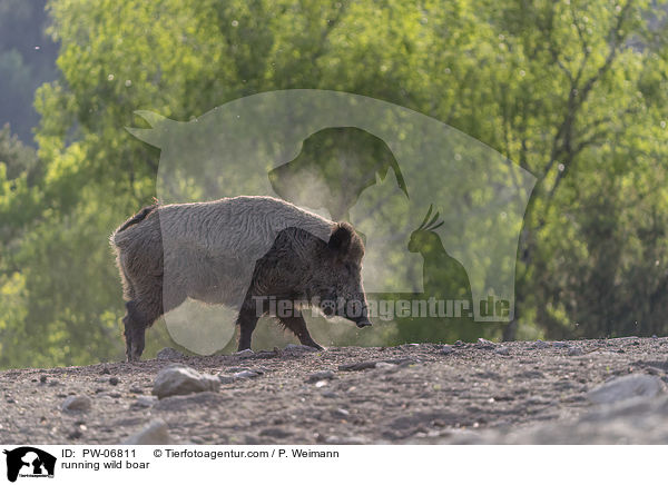 rennendes Wildschwein / running wild boar / PW-06811