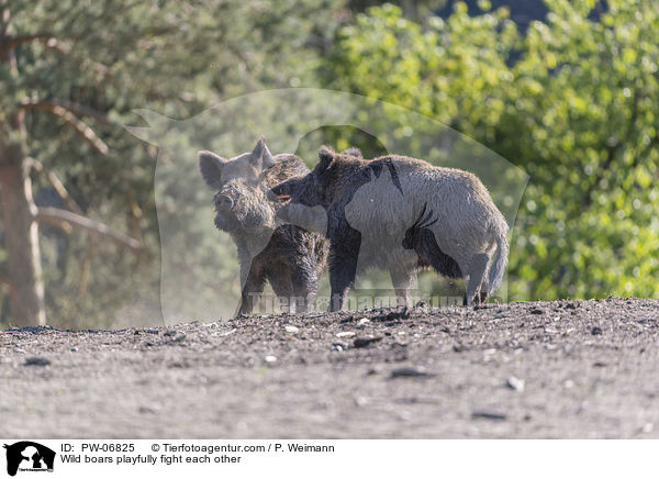 Wildschweine kmpfen spielerisch miteinander / Wild boars playfully fight each other / PW-06825