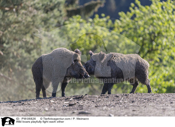 Wild boars playfully fight each other / PW-06826