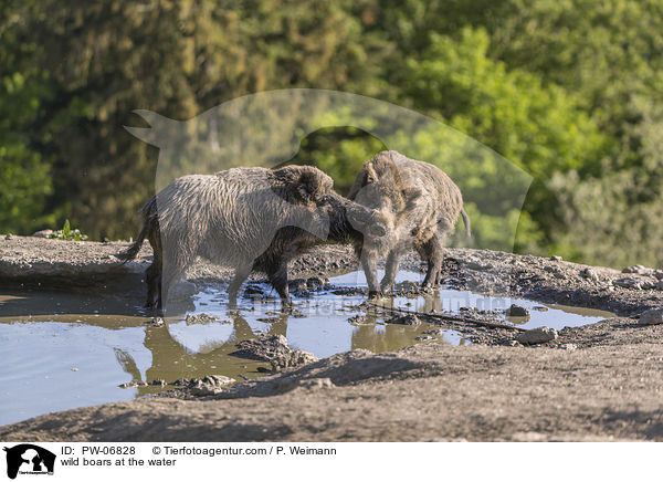 Wildschweine am Wasser / wild boars at the water / PW-06828