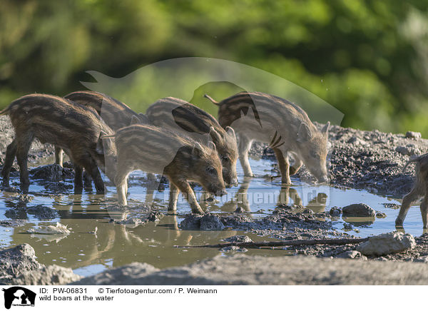 Wildschweine am Wasser / wild boars at the water / PW-06831