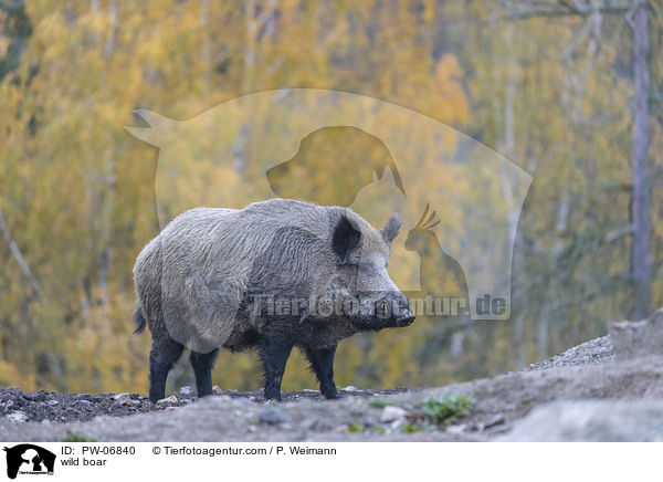 wild boar / PW-06840