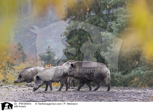 wild boars / PW-06843