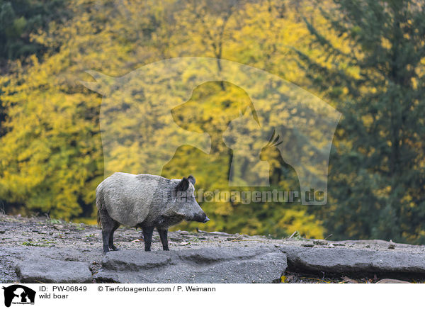 wild boar / PW-06849