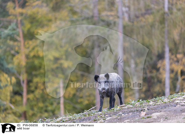 wild boar / PW-06858