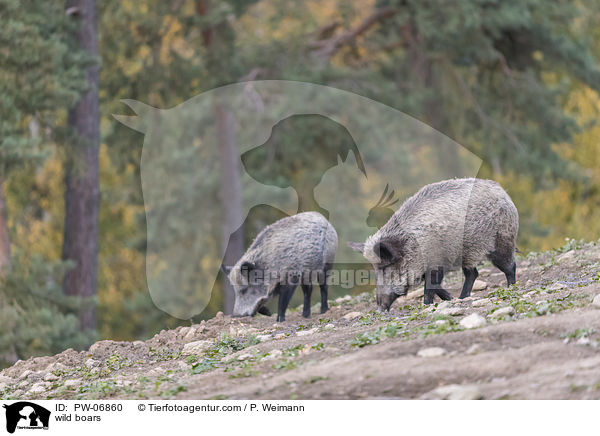 wild boars / PW-06860