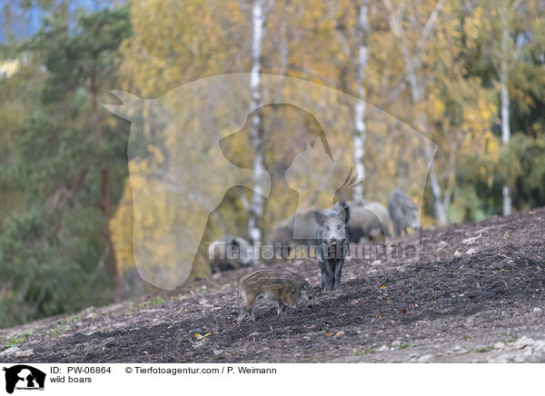 wild boars / PW-06864