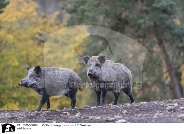 wild boars / PW-06866