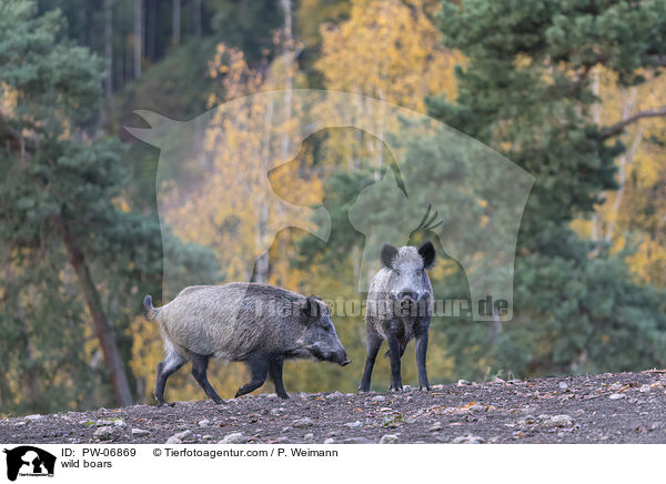 wild boars / PW-06869
