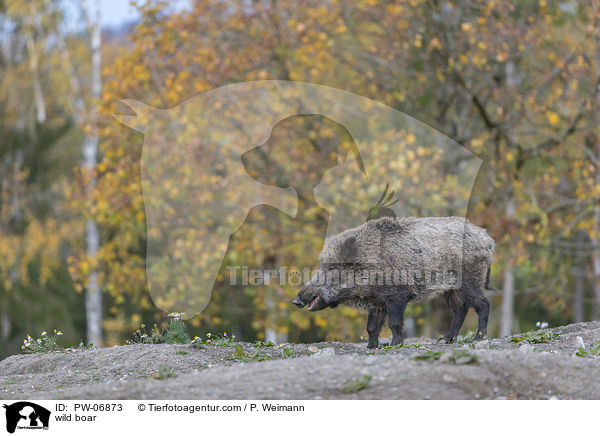 wild boar / PW-06873