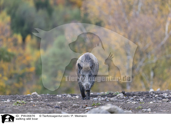 laufendes Wildschwein / walking wild boar / PW-06876