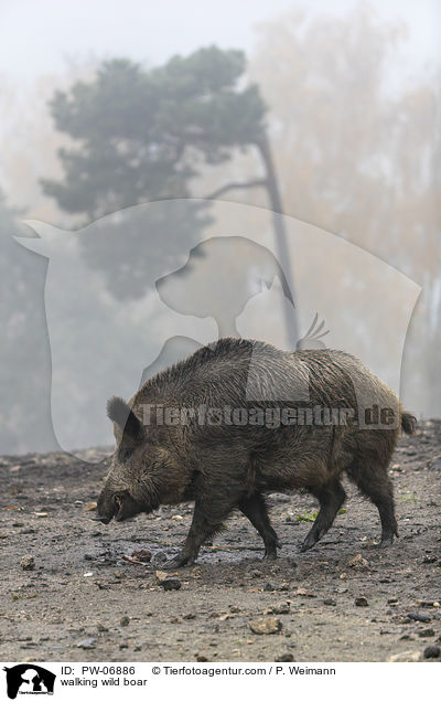 laufendes Wildschwein / walking wild boar / PW-06886
