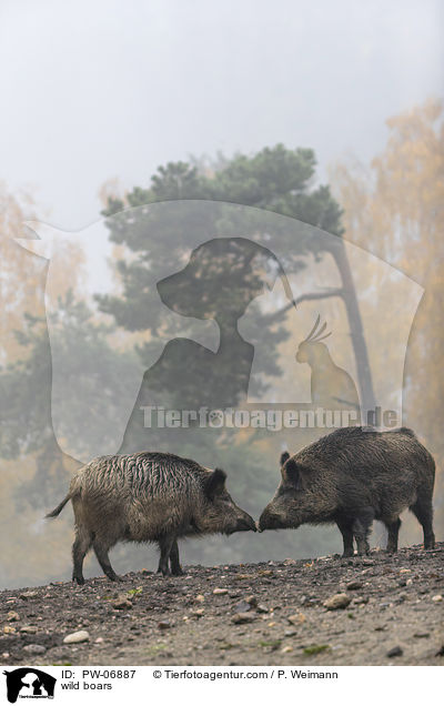 Wildschweine / wild boars / PW-06887