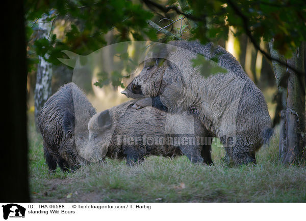standing Wild Boars / THA-06588