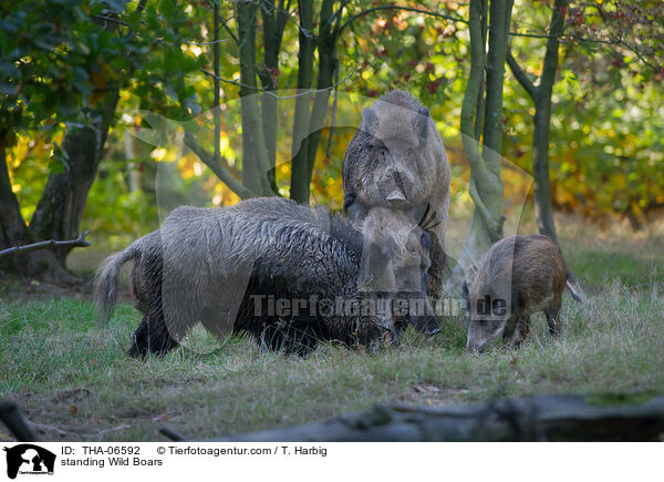 stehende Wildschweine / standing Wild Boars / THA-06592