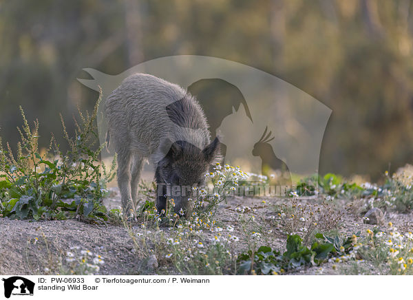standing Wild Boar / PW-06933