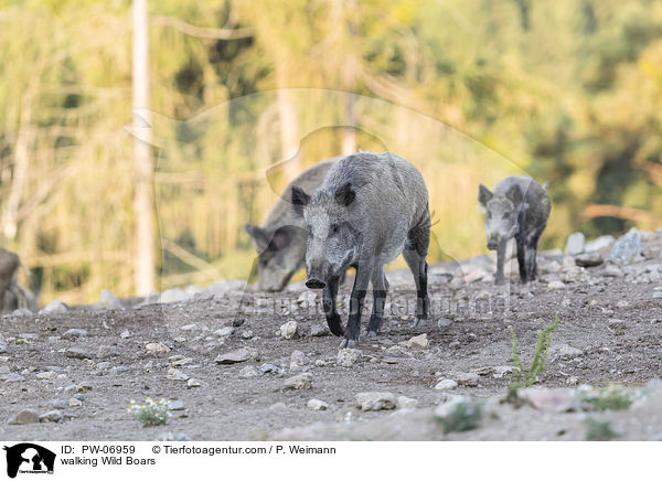 walking Wild Boars / PW-06959