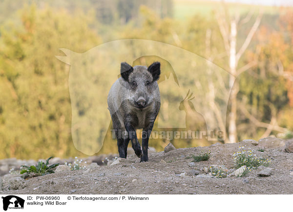 walking Wild Boar / PW-06960