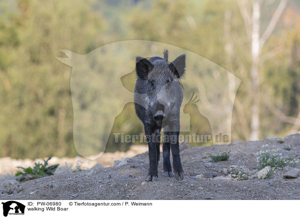 walking Wild Boar / PW-06980