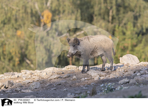 walking Wild Boar / PW-06981