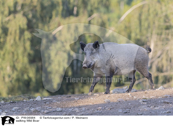 walking Wild Boar / PW-06984