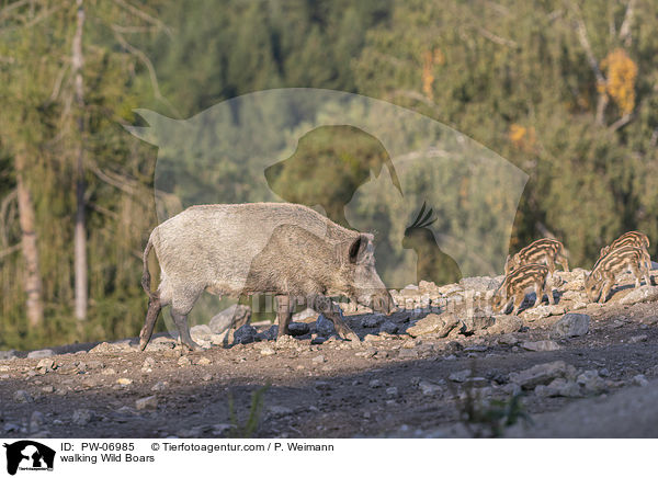 walking Wild Boars / PW-06985