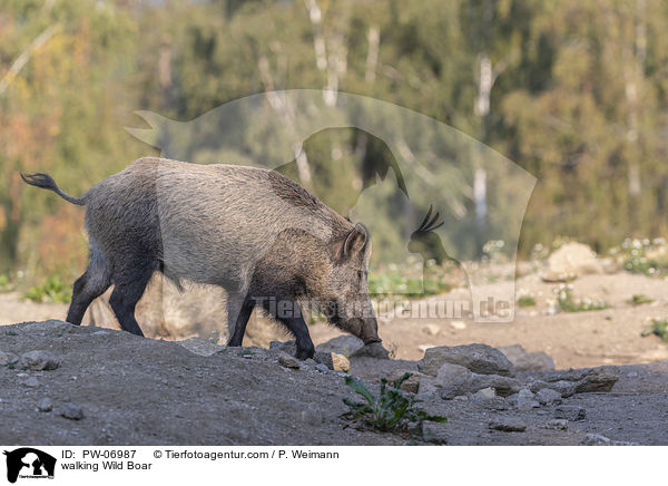 walking Wild Boar / PW-06987