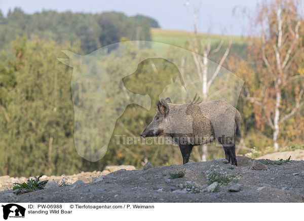 standing Wild Boar / PW-06988