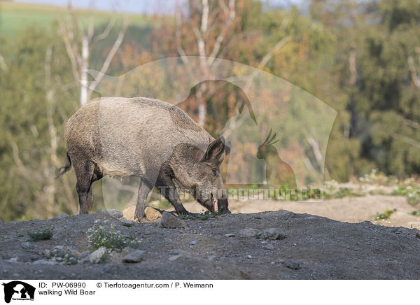 walking Wild Boar / PW-06990