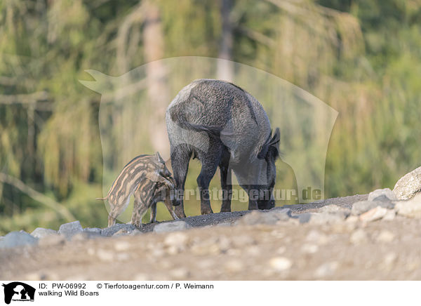 walking Wild Boars / PW-06992