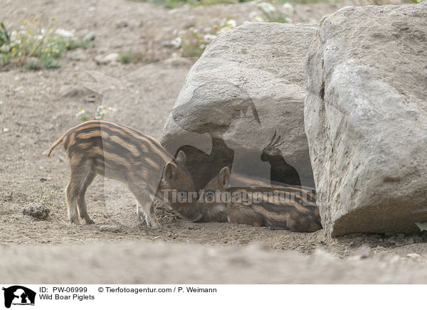 Wild Boar Piglets / PW-06999