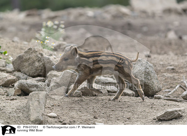 running Wild Boar / PW-07001