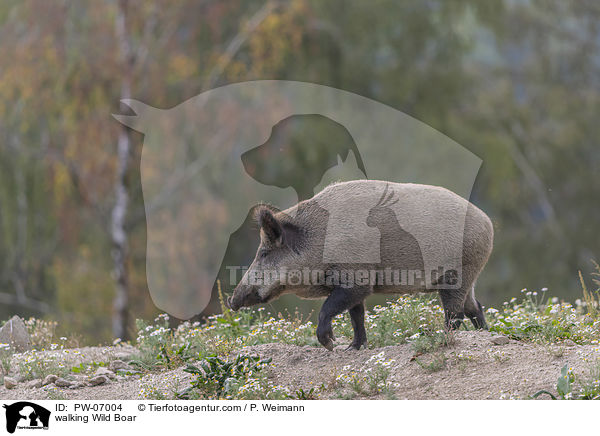 laufendes Wildschwein / walking Wild Boar / PW-07004
