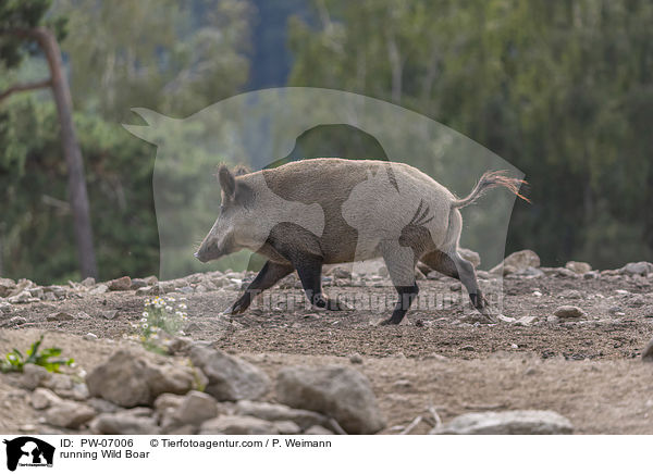 running Wild Boar / PW-07006