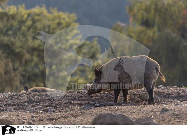 walking Wild Boar / PW-07009