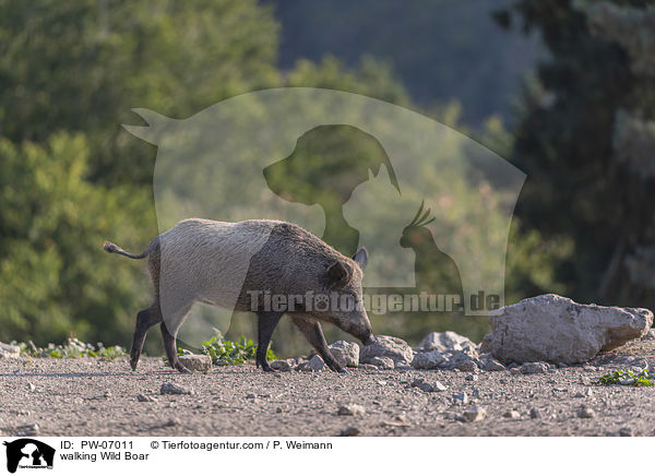 walking Wild Boar / PW-07011