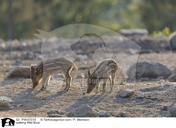 walking Wild Boar / PW-07015