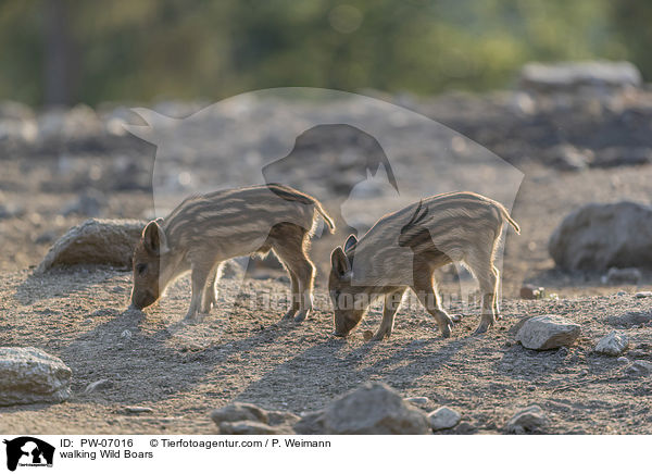 laufende Wildschweine / walking Wild Boars / PW-07016