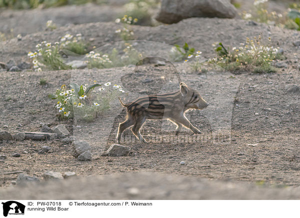 running Wild Boar / PW-07018