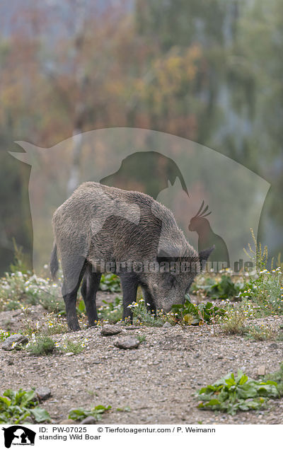standing Wild Boar / PW-07025