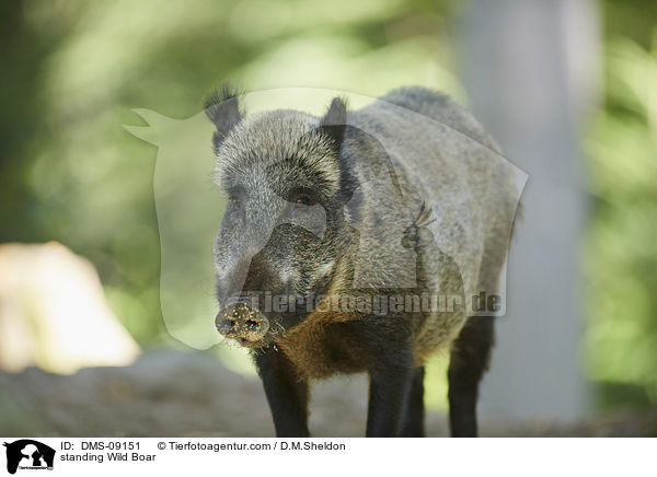 standing Wild Boar / DMS-09151