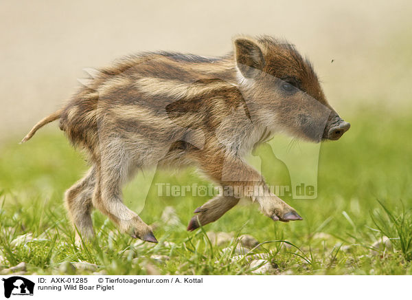 rennendes Wildschwein Ferkel / running Wild Boar Piglet / AXK-01285