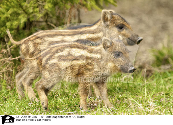 stehende Wildschwein Ferkel / standing Wild Boar Piglets / AXK-01286