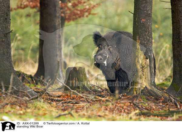 stehendes Wildschwein / standing Wild Boar / AXK-01289