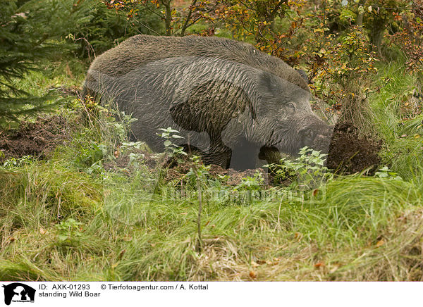 stehendes Wildschwein / standing Wild Boar / AXK-01293
