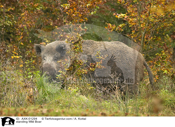 stehendes Wildschwein / standing Wild Boar / AXK-01294