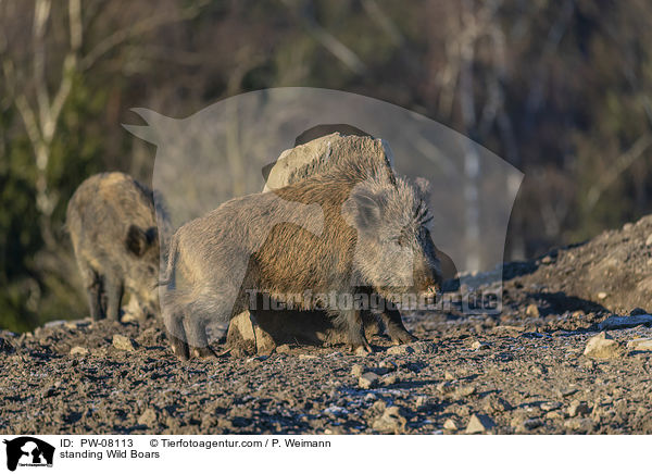 stehende Wildschweine / standing Wild Boars / PW-08113