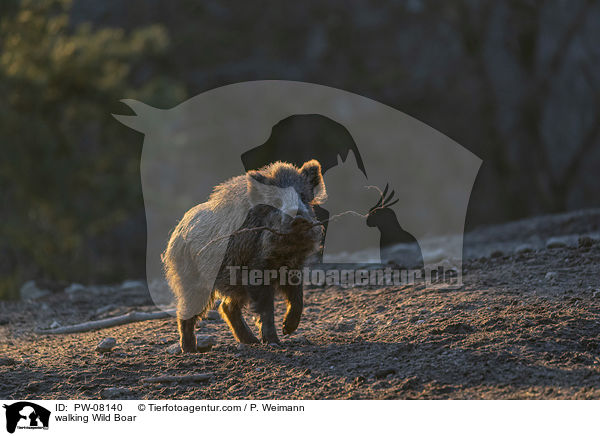 laufendes Wildschwein / walking Wild Boar / PW-08140
