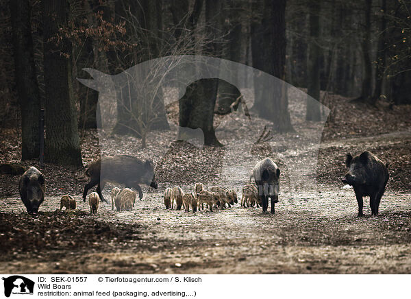 Wildschweine / Wild Boars / SEK-01557